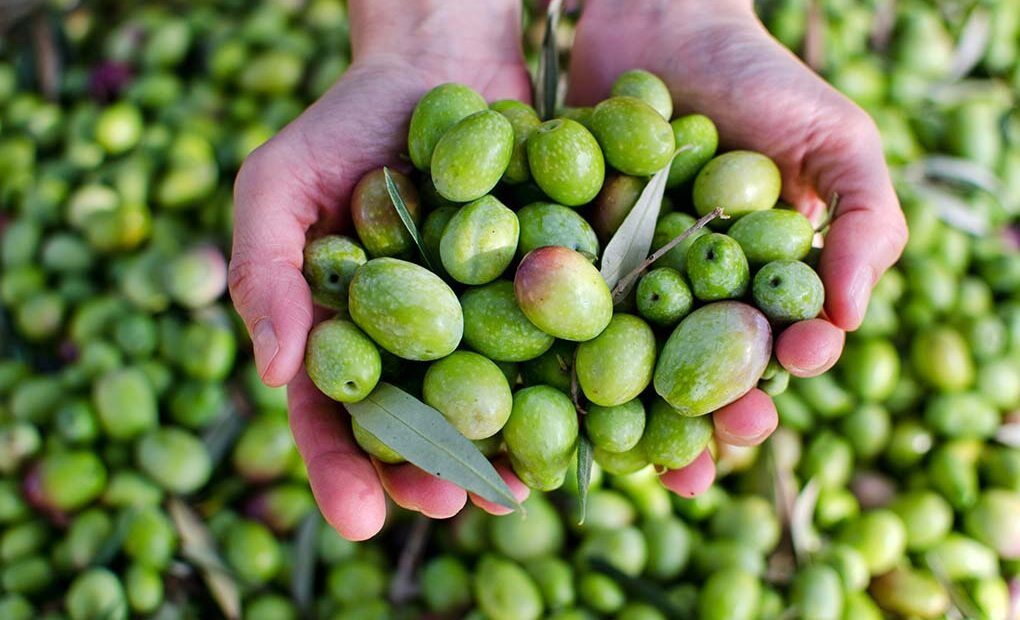 "Oliveti Tradizionali: La Magia dell'Agricoltura"